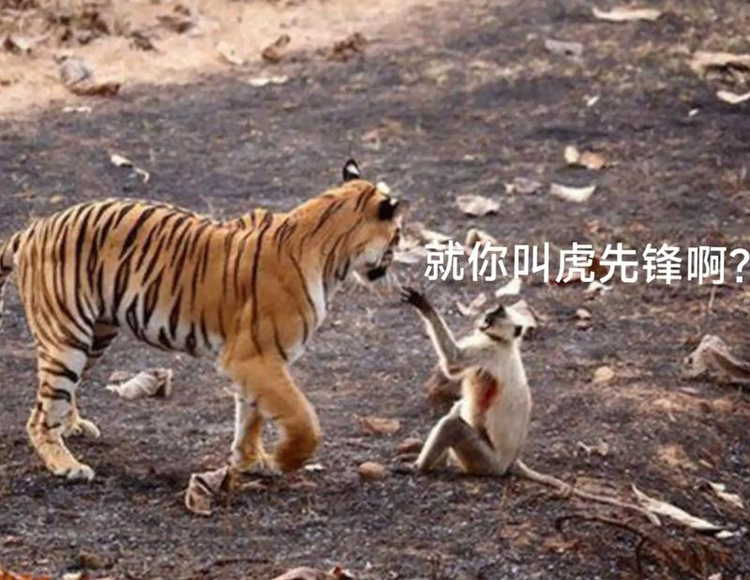 虎先锋梗图.png