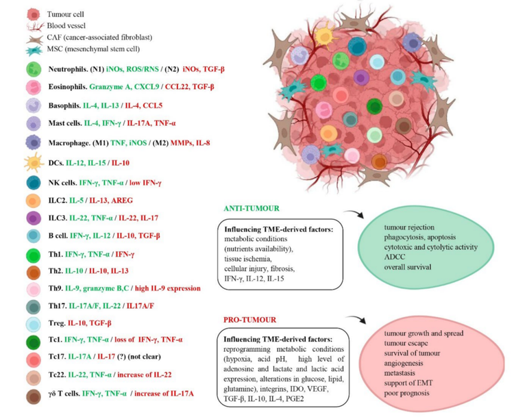 肿瘤免疫微环境中免疫细胞的“两面性”